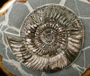 Russian Ammonite (Speetoniceras) - Decorative Agate Base #15592-1